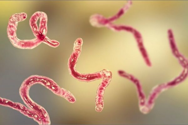 Parazitul Carnivor Cochliomyia Hominivorax: O Amenințare Emergentă pentru Sănătatea Publică în SUA