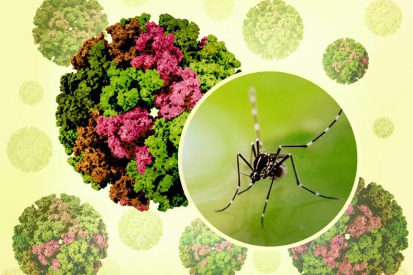 Primul caz de infectare cu virusul Chikungunya în România: implicații și perspective