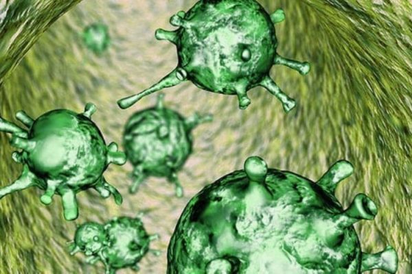 Oamenii de știință trag un semnal de alarmă: gripa D și coronavirusul canin, amenințări infecțioase emergente