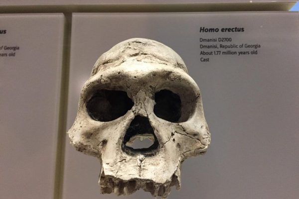 Revoluția Paleoneurologiei: Cum Studiul Creierului Strămoșilor Ne Poate Schimba Înțelegerea Evoluției Umane