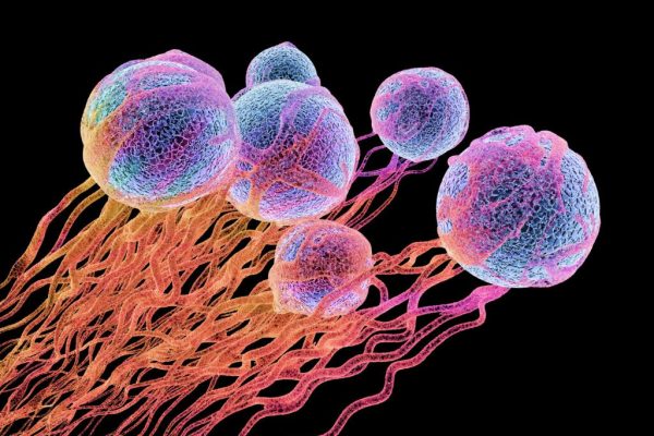 Impactul Microplasticelor asupra Cancerului: O Descoperire Alarmantă și Consecințele Sale