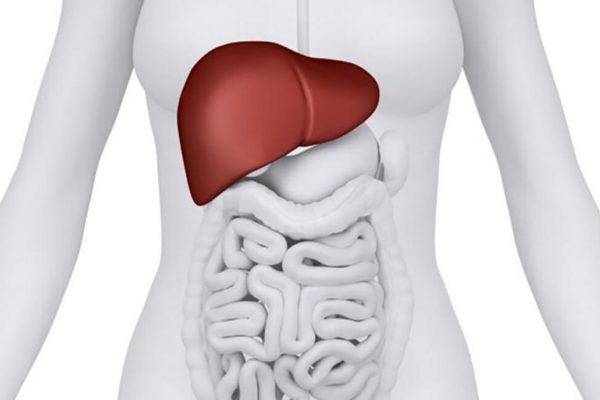 Descoperiri Revoluționare în Tratamentul Ficatelor Grase: Rolul Canabinoizilor în Combaterea Bolilor Metabolice