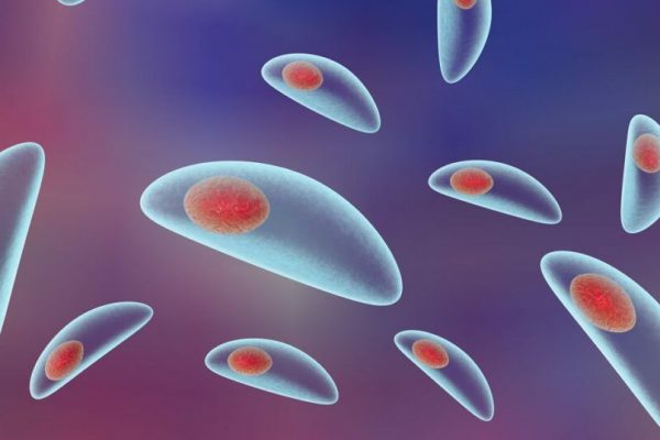 Toxoplasma gondii: Un Parazit Microscopic cu Impact Asupra Creierului Uman