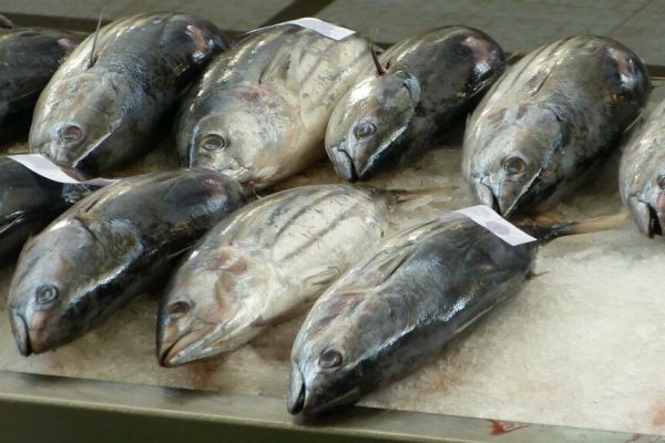Ghidul complet pentru recunoașterea peștelui proaspăt: Sfaturi esențiale de la pescari