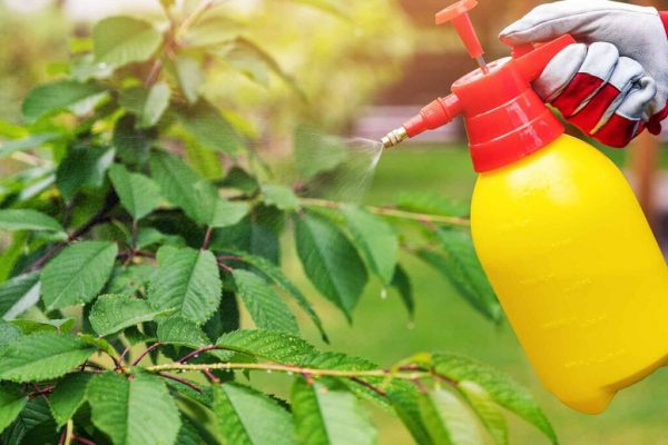 Pesticide naturale pentru flori: 5 soluții homemade pentru o grădină sănătoasă
