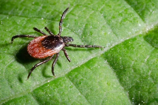 Plantele care îți protejează grădina: Cum să alungi căpușele natural și eficient