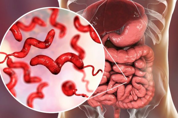 Focar de Salmonella: O Amenințare Crescândă în Securitatea Alimentară