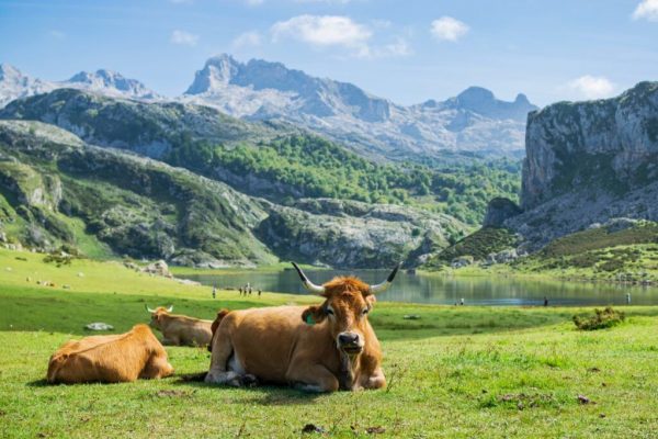 Picos de Europa: Bijuteria Ascunsă a Turismului European