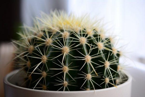Cactusul: Protector energetic și magnet pentru prosperitate în locuința ta