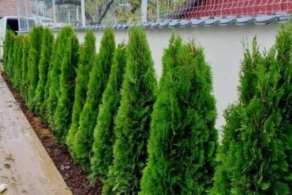 Amenzi de până la 1.000 de lei pentru gardurile dintre vecini: Tot ce trebuie să știi despre reglementările legale