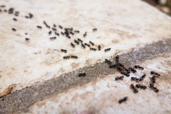 Soluția Naturală și Eficientă pentru Alungarea Furnicilor: Lămâia, Ingredientul Banal Care Face Minuni