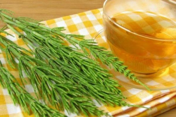 Curățarea Rinichilor prin Remedii Naturale: Coada-Calului și Impactul Său Asupra Sănătății