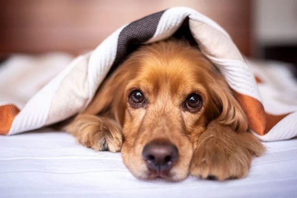 Italia deschide calea: Concediu plătit pentru îngrijirea animalelor de companie bolnave