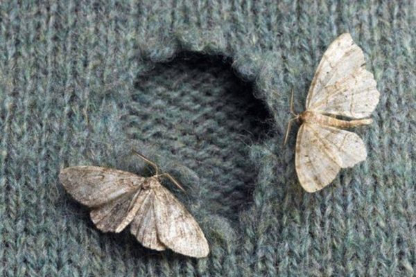 Trucuri eficiente pentru a scăpa de molii: Cum să folosești oțetul și lavanda în gospodărie