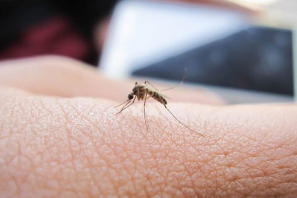 De ce unii oameni atrag țânțarii mai mult decât alții? O analiză detaliată a factorilor biologici și comportamentali
