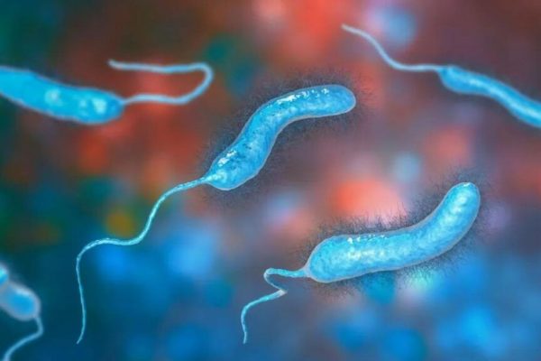 Expansiunea bacteriei Vibrio: O amenințare emergentă pe litoralul Europei