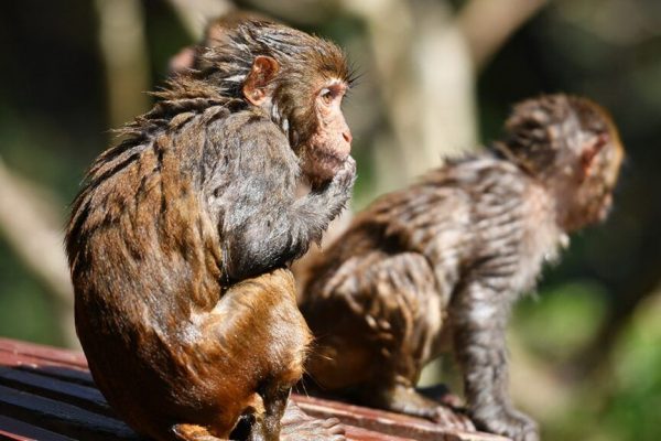 Următoarea pandemie ar putea porni din Europa: Impactul comerțului cu animale sălbatice și riscurile pentru sănătatea globală