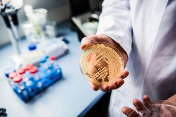 Amenințarea crescută a Candida auris: O ciupercă mortală și rezistentă la tratament care se răspândește rapid în spitale