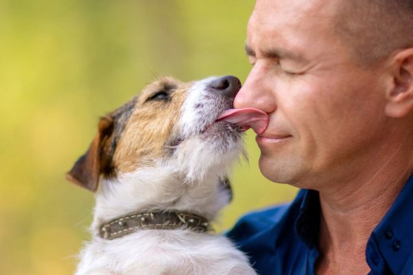Cum simt animalele emoțiile umane: Câinii, caii și alte specii care detectează stresul