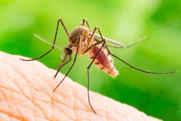 Virusul West Nile: O Amenințare Crescută în Europa și În România