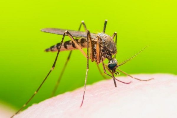 Virusul West Nile: O Amenințare Tot Mai Aproape pentru România și Europa