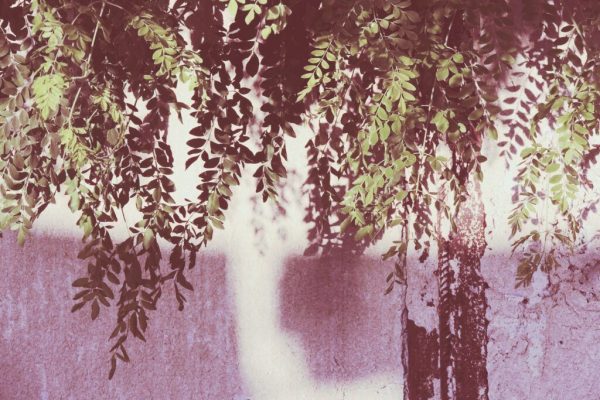 Moringa: Arborele Miracol care Promite să Curețe Apa de Microplastice