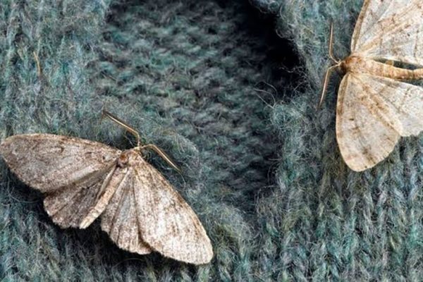 Solutii Naturale si Eficiente pentru Combaterea Moliilor in Locuinta: Trucuri de la un Inginer Chimic