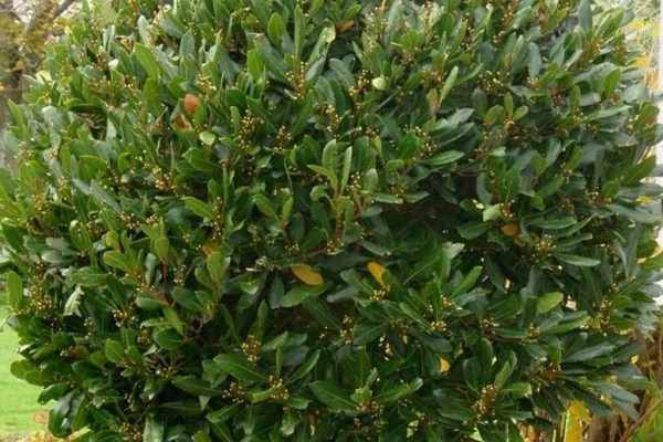 Dafinul: Planta Aromatică cu Beneficii Milenare pentru Grădina Ta