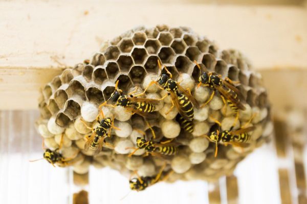 Invazia viespilor: Ce trebuie să știm despre aceste insecte și cum să ne protejăm în sezonul lor de activitate maximă