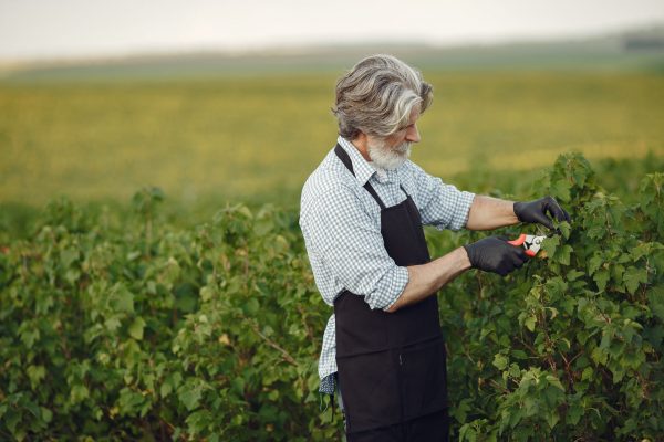 Fructe controversate: Ce trebuie să știm despre alegerile alimentare pentru longevitate