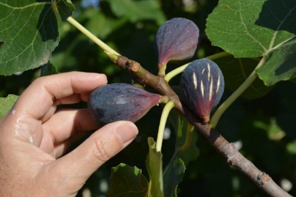 Smochinele și dilema vegană: O privire profundă asupra relației dintre fructe și insecte