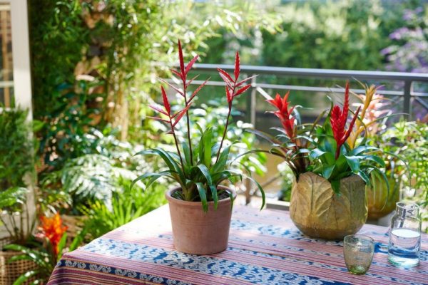 Bromeliile: O Oază de Culoare și Energie în Casa Ta de Toamnă