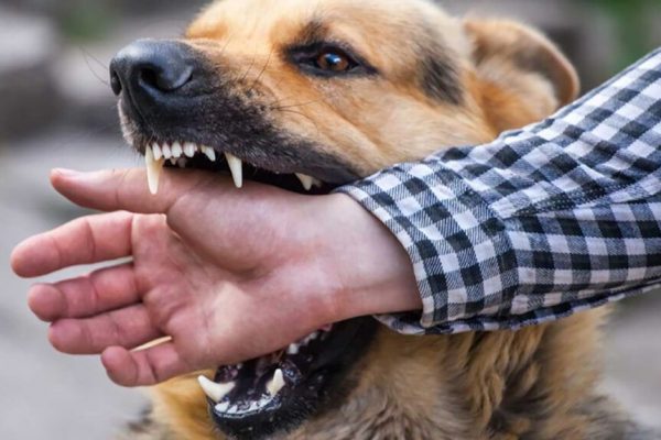 Ce trebuie să faci imediat după o mușcătură de câine sau pisică: Ghid complet de intervenție și prevenție